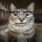 Avatar photo
